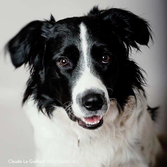 portrait de chien, shutterfest vision award 2015